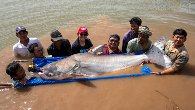 ត្រីរាជធំៗដ៏កម្រចំនួន ៤ក្បាល បានលែងចូលបឹងធម្មជាតិវិញ ដោយមានបំពាក់ស្លាកសញ្ញាតាមដានការបន្លាស់ទី និងជម្រករស់នៅរបស់វា
