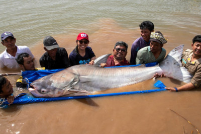 ត្រីរាជធំៗដ៏កម្រចំនួន ៤ក្បាល បានលែងចូលបឹងធម្មជាតិវិញ ដោយមានបំពាក់ស្លាកសញ្ញាតាមដានការបន្លាស់ទី និងជម្រករស់នៅរបស់វា